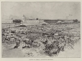 Cattle in Corral, Argentine Republic